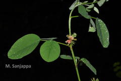 Indigofera trita var. marginulata